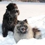 Bouvier och kees som sitter bredvid varandra i snön