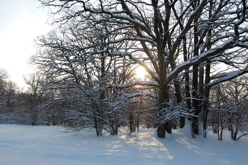 Sol bakom snötäckta träd