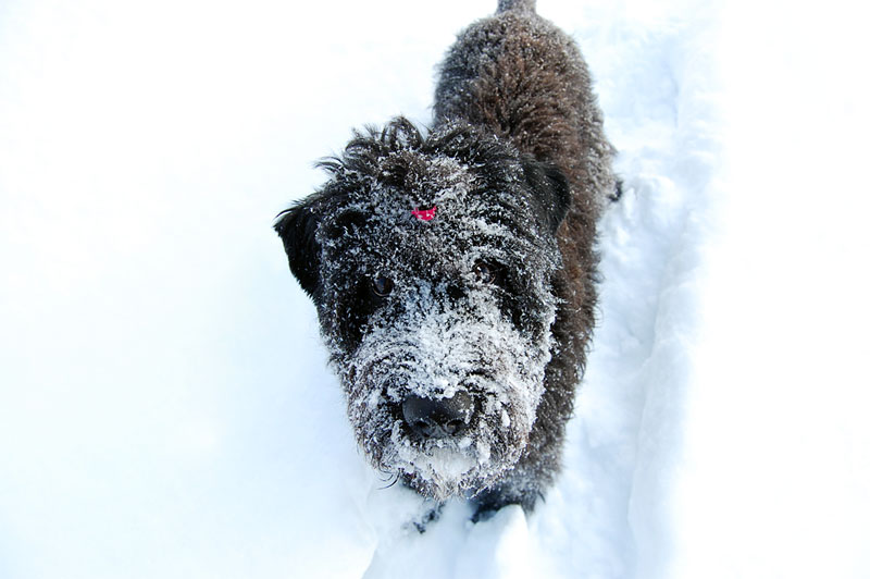 Bouvier som tittar upp mot kameran med massor av snö i ansiktet