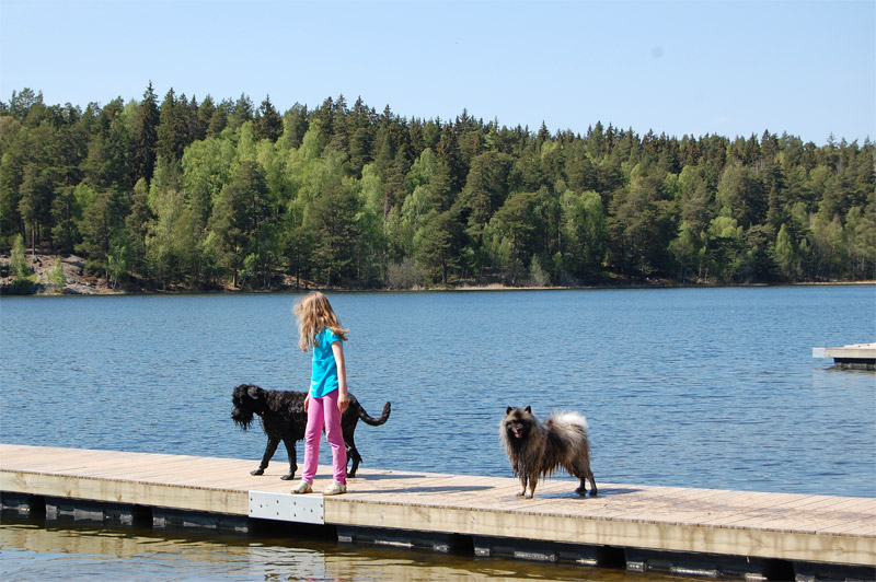 En flicka som står på en brygga med två hundar.