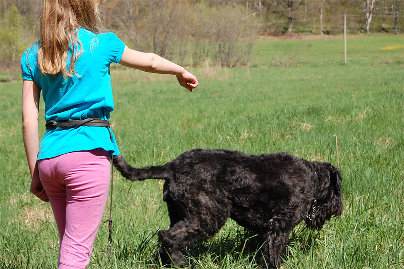 En flicka sedd bakifrån, som pekar framför sig åt en stor hund som är på väg dit.