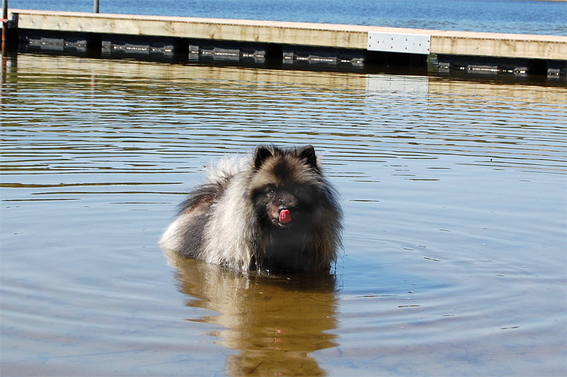 En fluffig hund som står stilla en bit ut i vattnet.