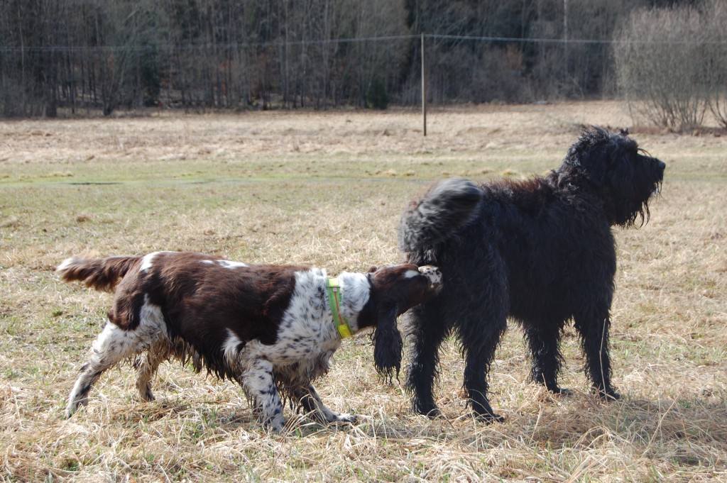 En hund nosar en annan i baken.