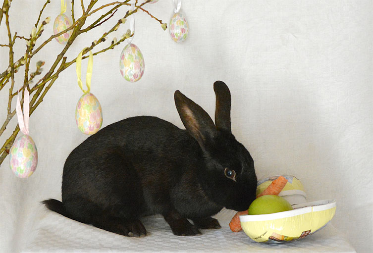 Svart kanin äter morot och äpple ur ett påskägg.