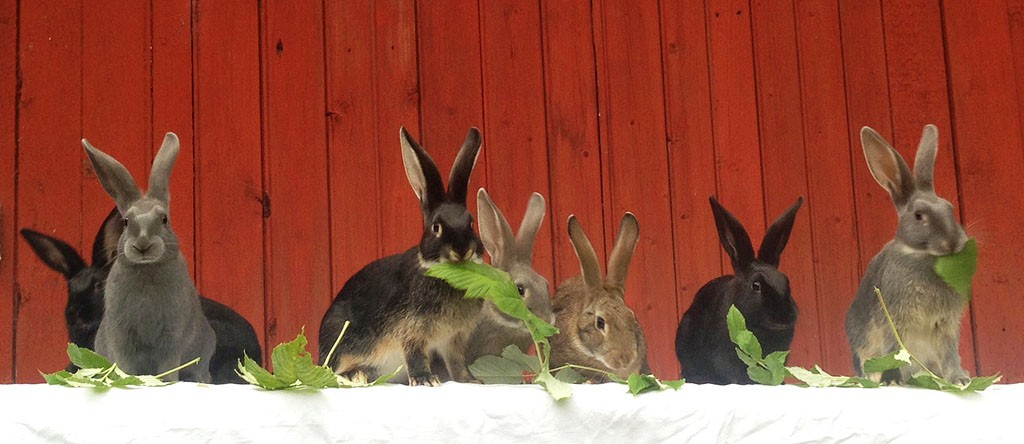 Sju gotlandskaninungar som äter blad.