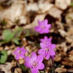 Rosa blåsippor.